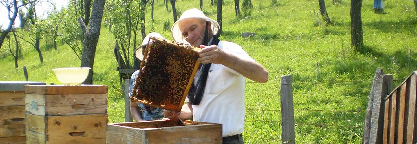 Pčelarstvo: domaći med